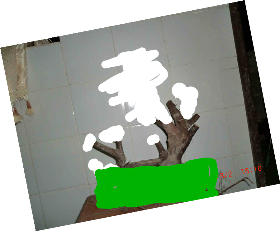 CIMG0975_.jpg