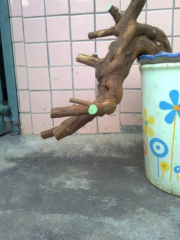 205301td7dwck8c78yczqc.jpg.thumb.jpg
