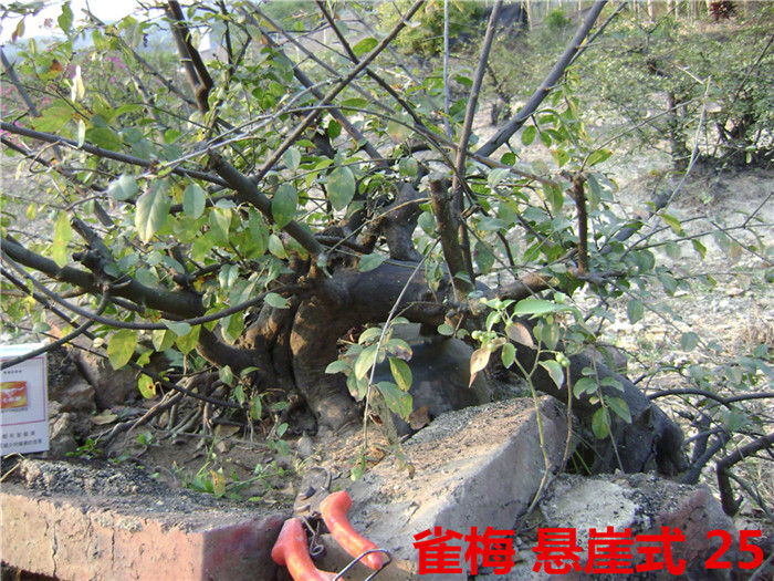 DSC04225_.jpg