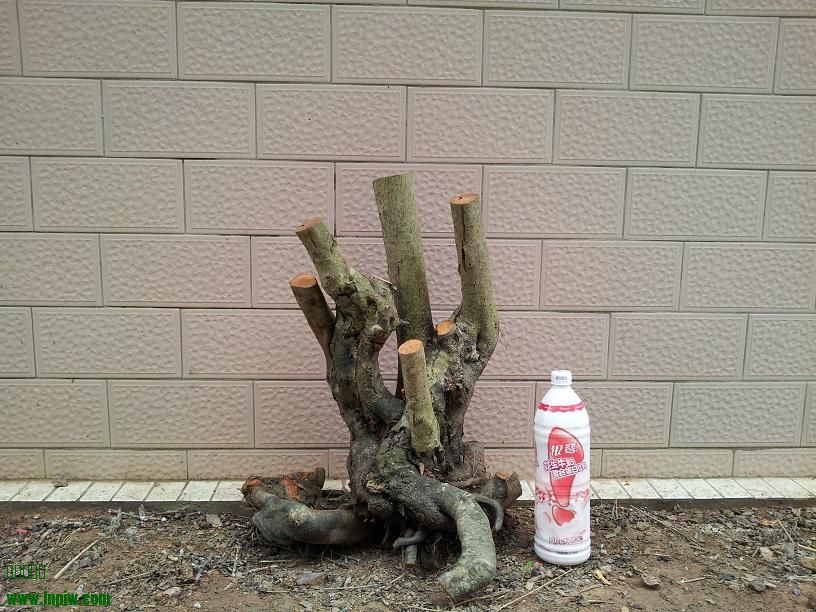 20140307_12283201.JPG