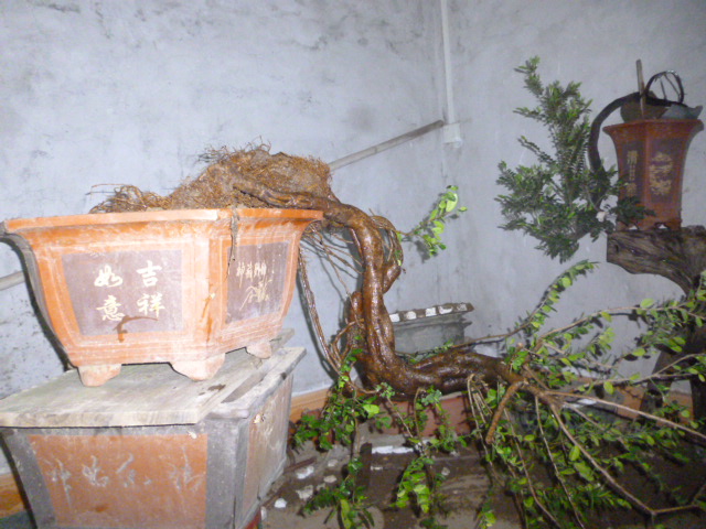 P1090764.JPG