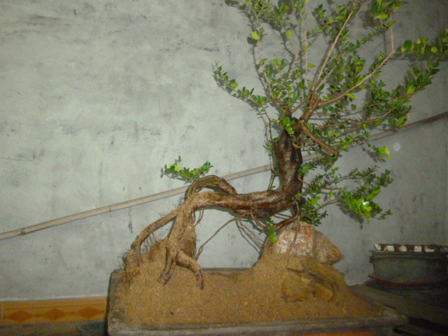 P1090771.JPG