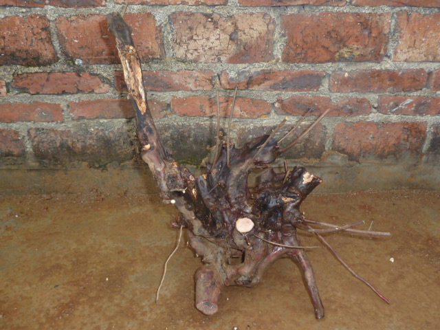 P1000473.JPG