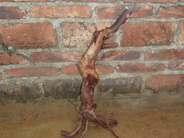 P1000476.JPG