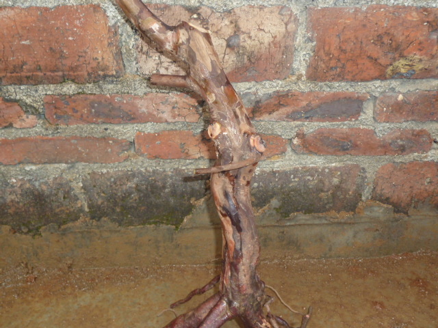 P1000477.JPG