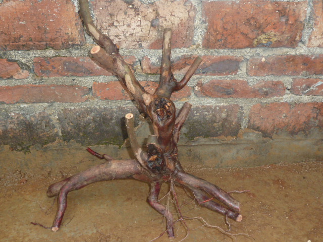 P1000479.JPG