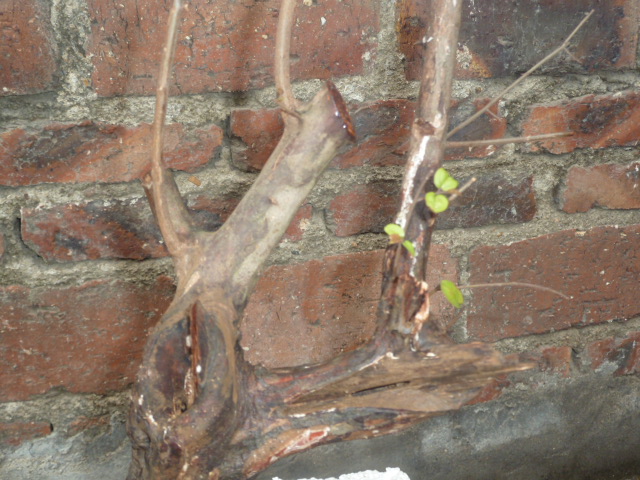 P1000487.JPG