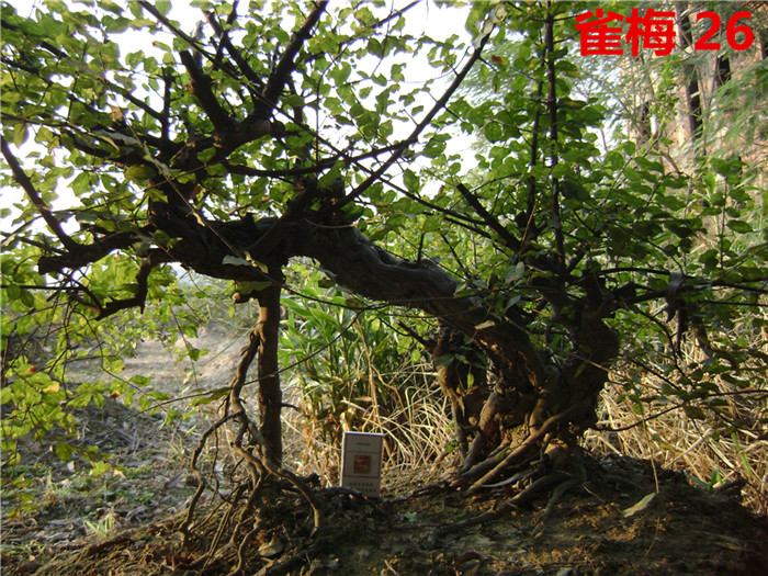 DSC04223_.jpg