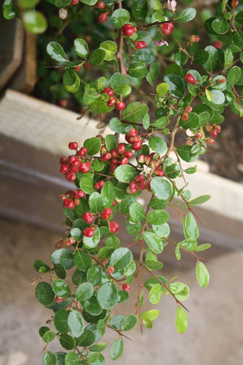 Ƭ20131026ۺ 518.jpg