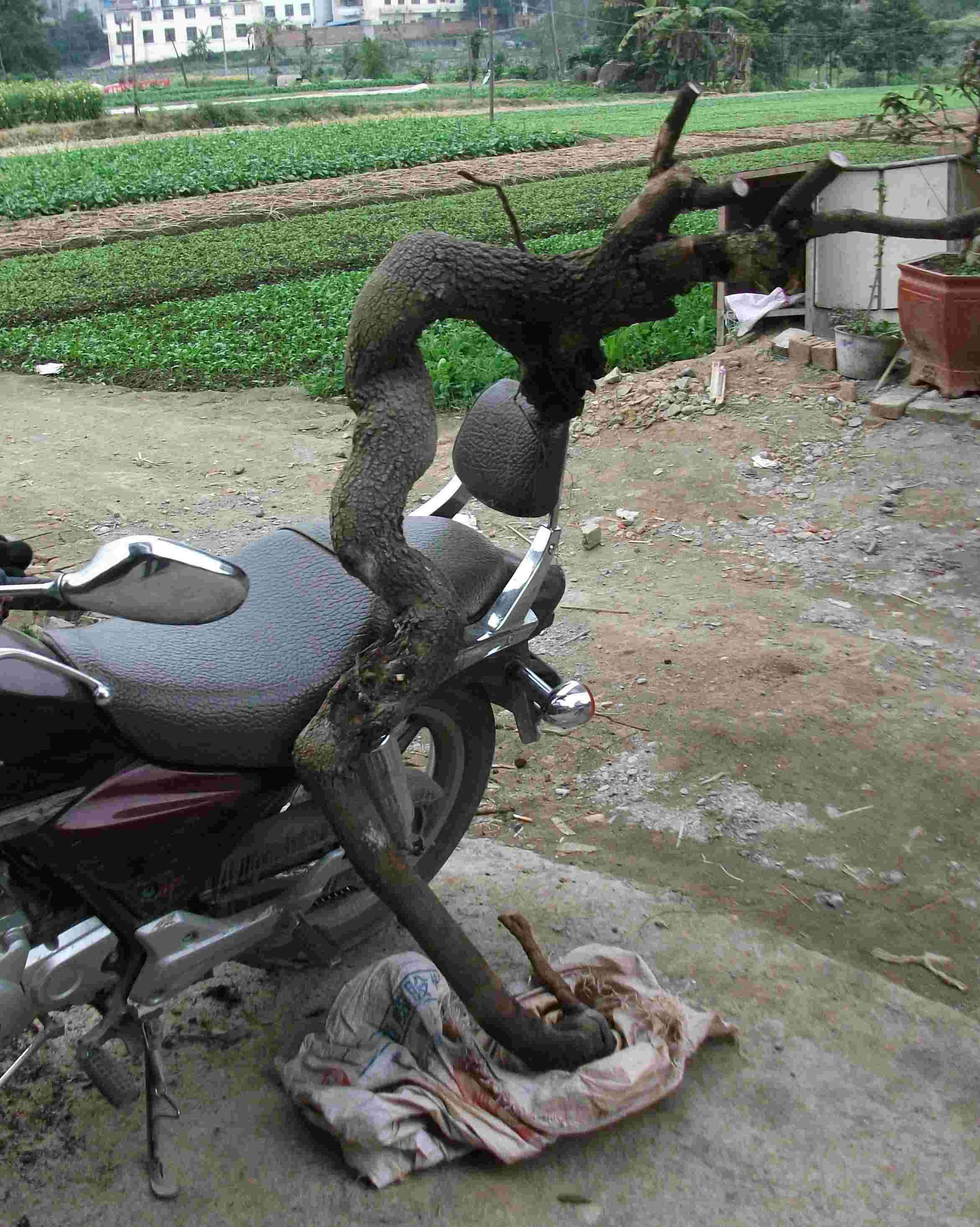 DSCF0390.JPG