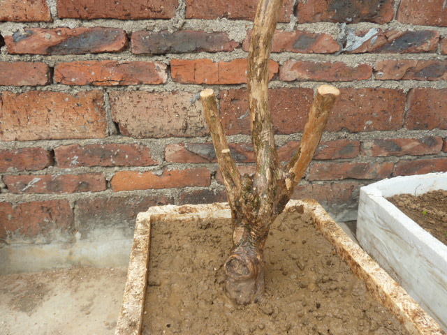 P1000547.JPG