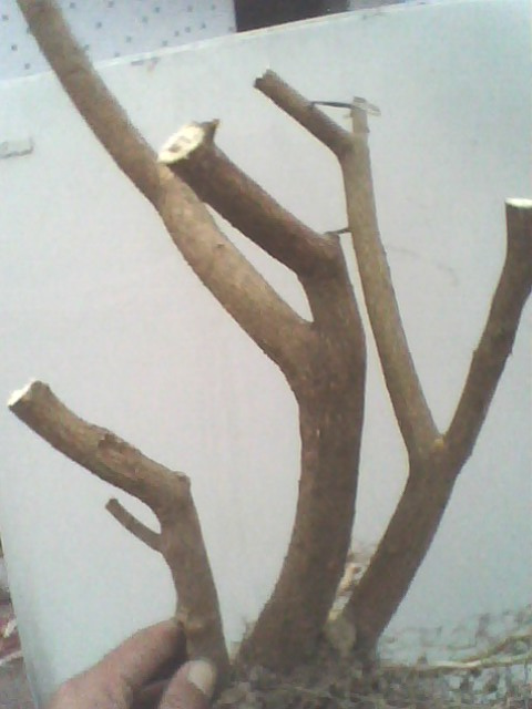 IMG1231A_ת.jpg