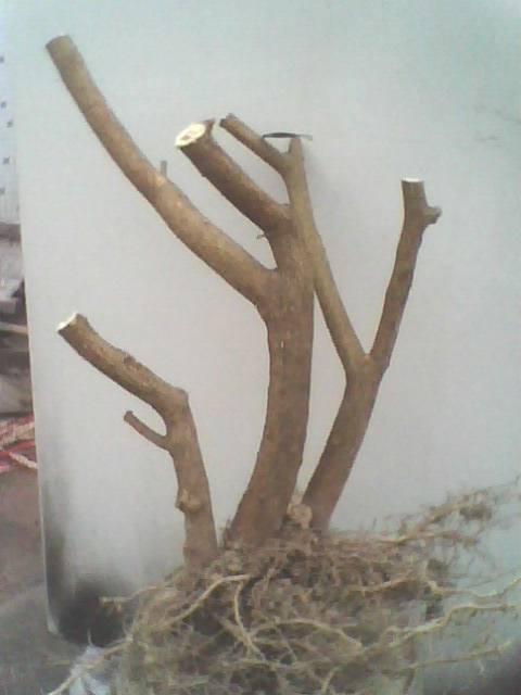 IMG1228A_ת.jpg