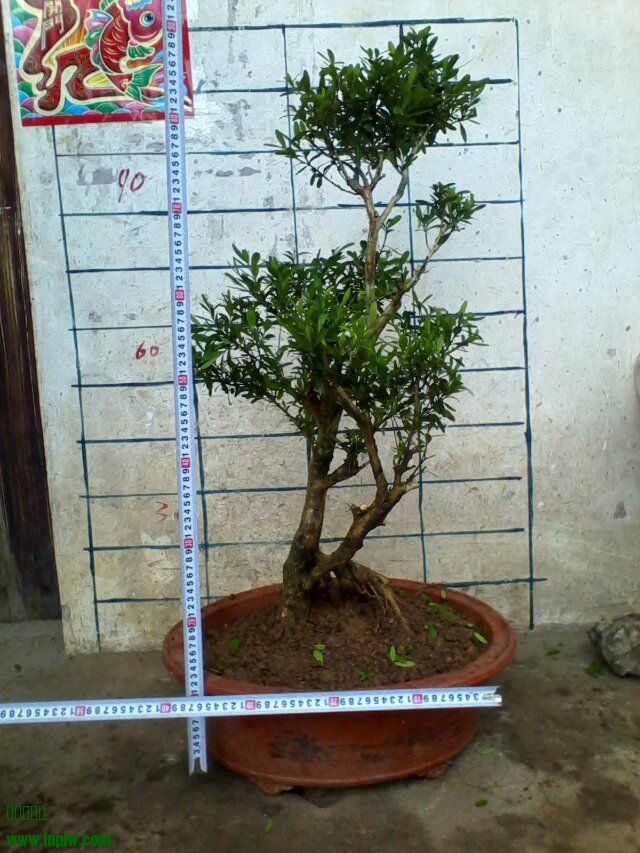 psbCAYT603G.jpg