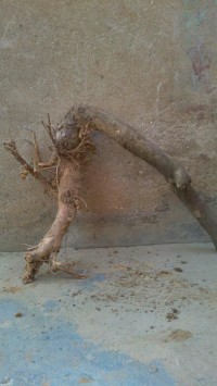 psb (3).jpg