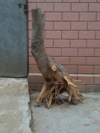 psb (9).jpg