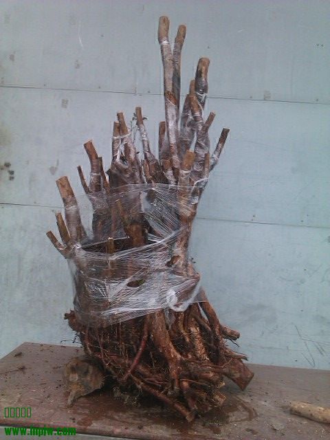 IMAG0152.jpg