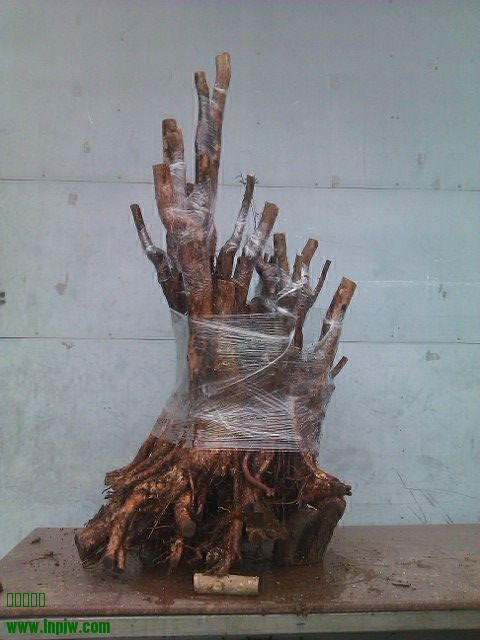 IMAG0153.jpg