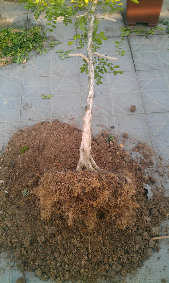 IMAG0025.jpg