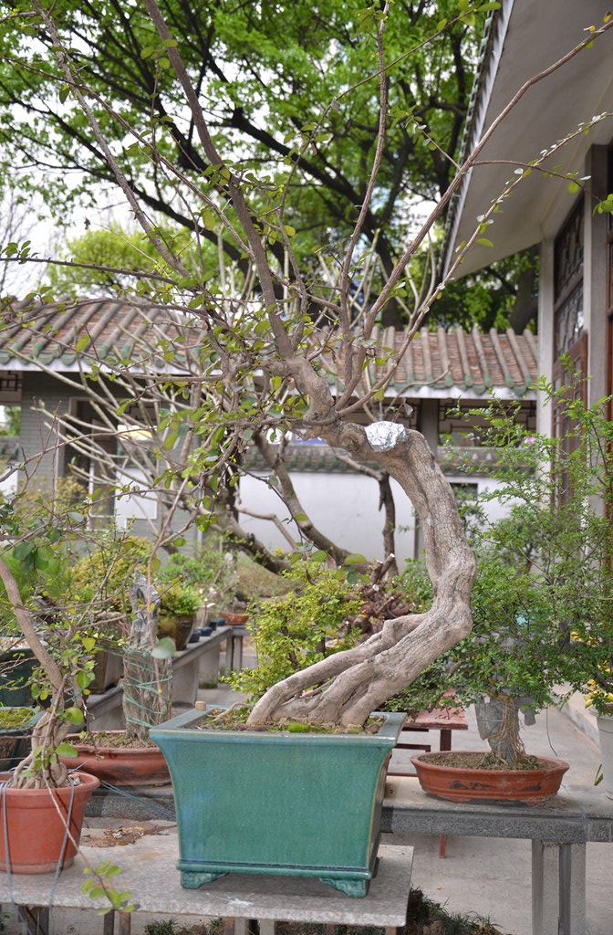 DSC_0997.jpg