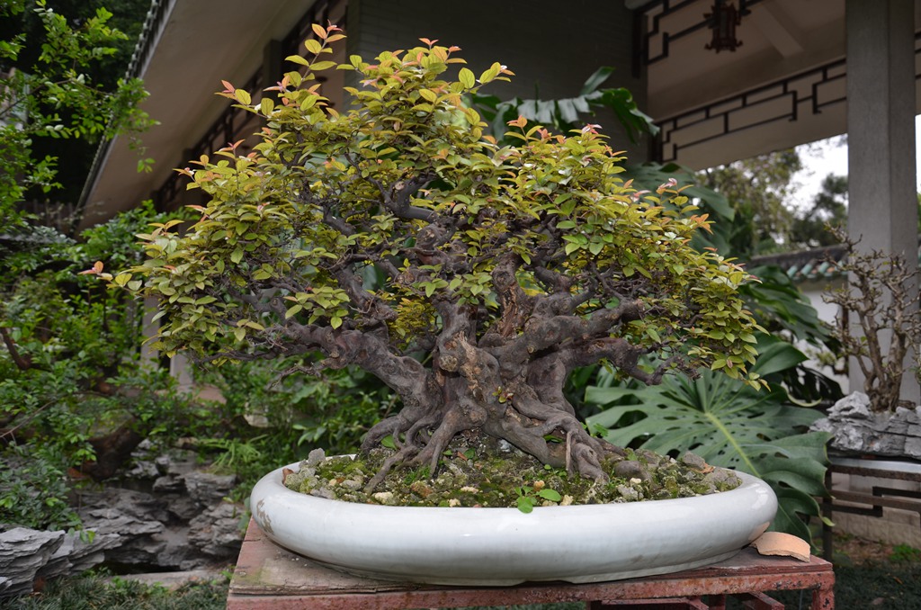 DSC_1015.jpg