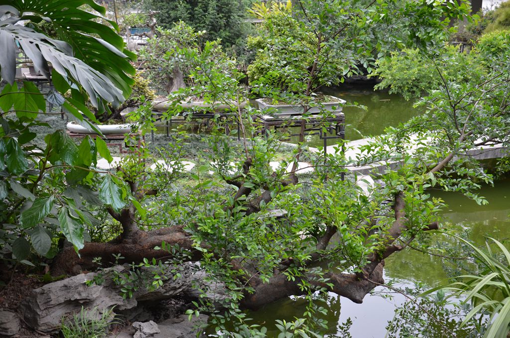 DSC_1003.jpg