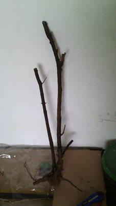 һ˫ˣСúܣ70CM
