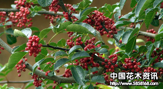 2009112039771845.jpg