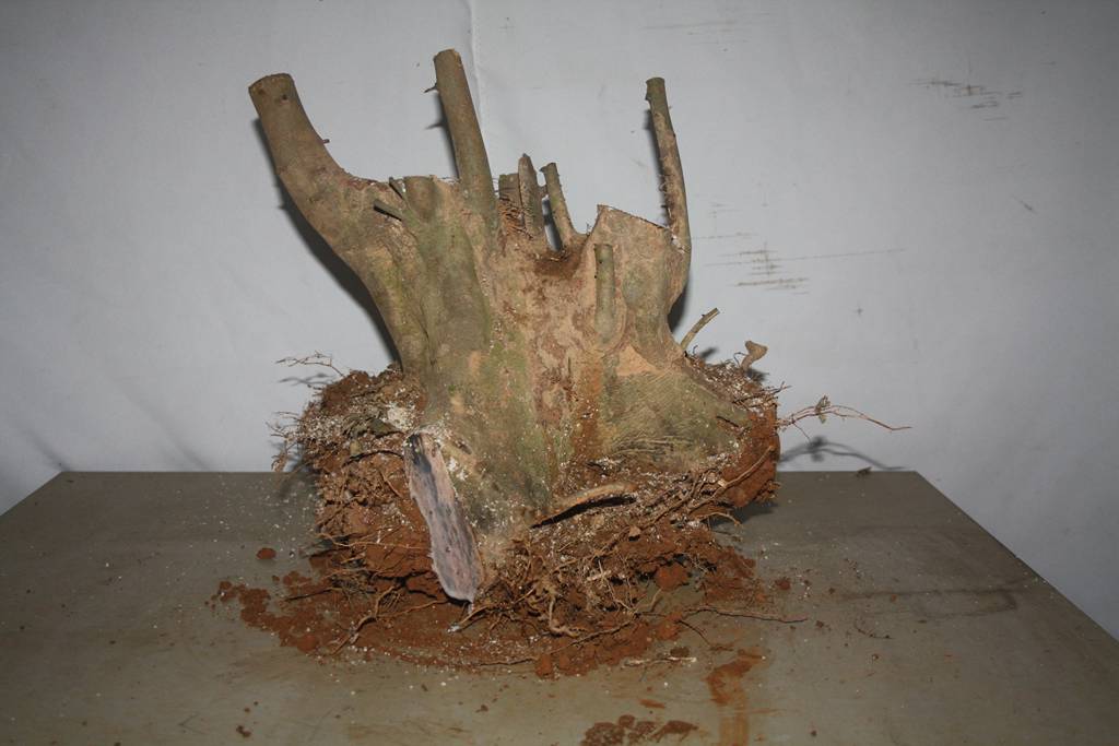 Ƭ20131026ۺ 983.jpg