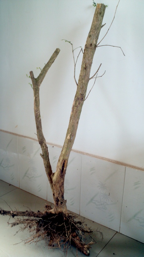 2014-03-28_15-15-59_392_conew1.jpg