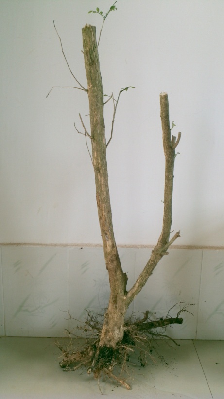 2014-03-28_15-15-00_865_conew1.jpg