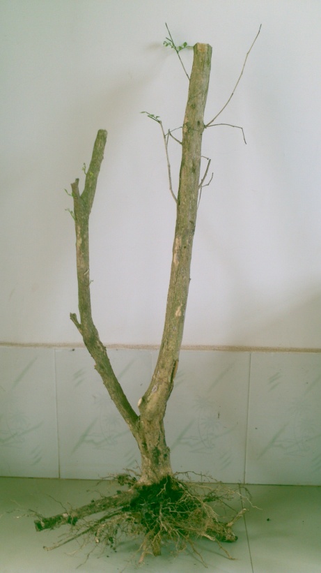 2014-03-28_15-15-28_332_conew1.jpg