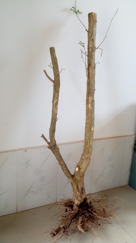2014-03-28_15-15-47_321_conew1.jpg