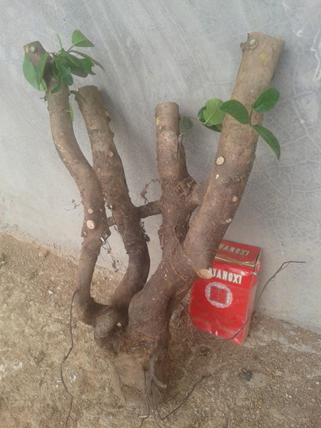 20140329_111617.jpg