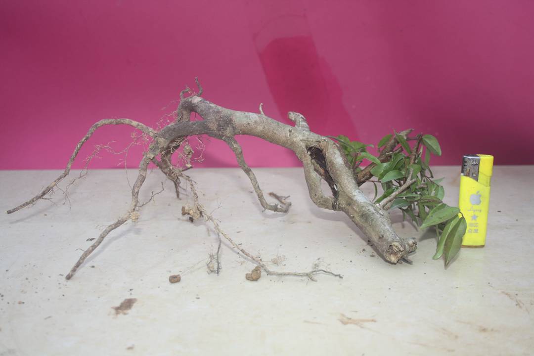 Ƭ20131026ۺ 1060.jpg