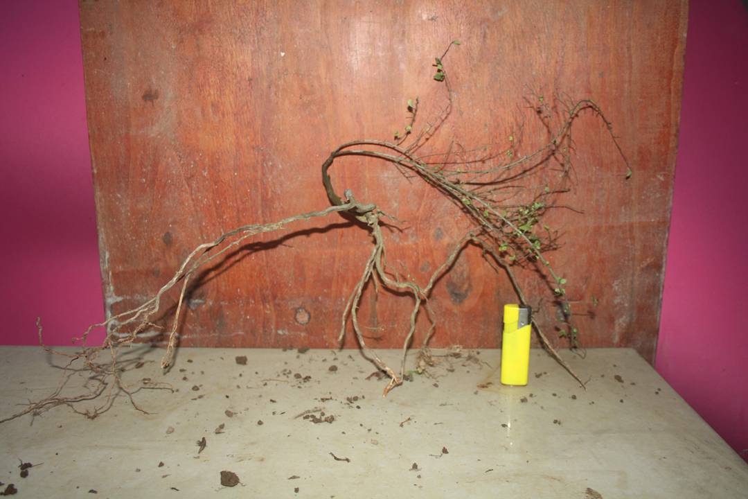Ƭ20131026ۺ 1074.jpg