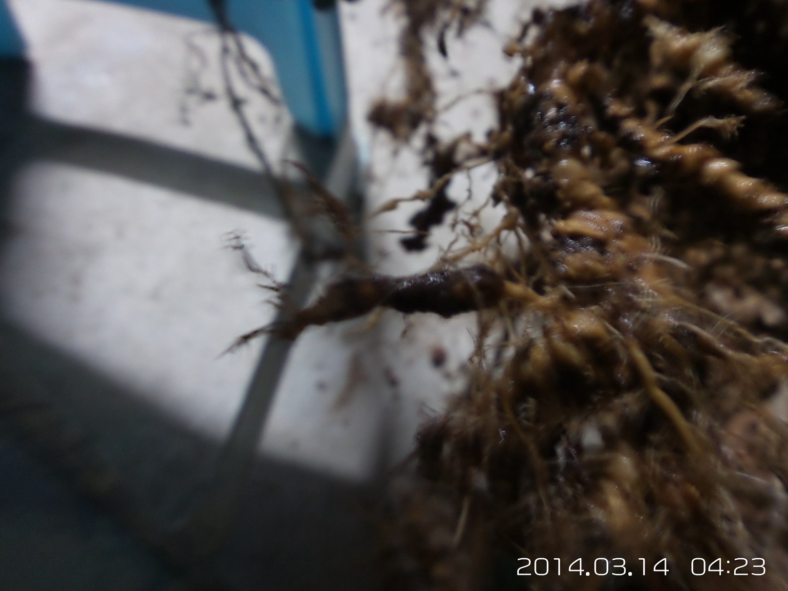 20140314_042350.jpg