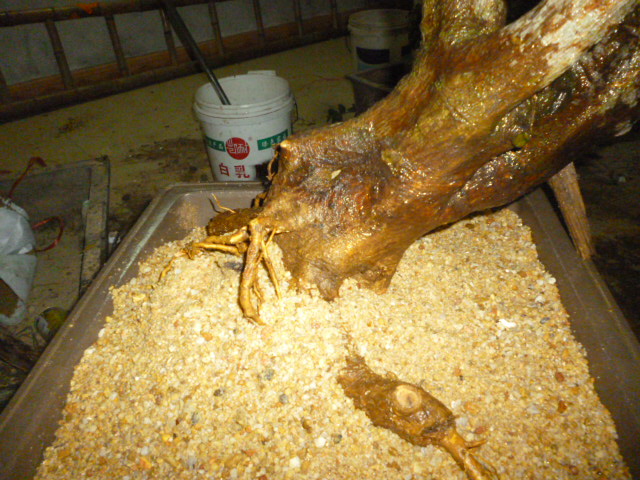 P1100467.JPG