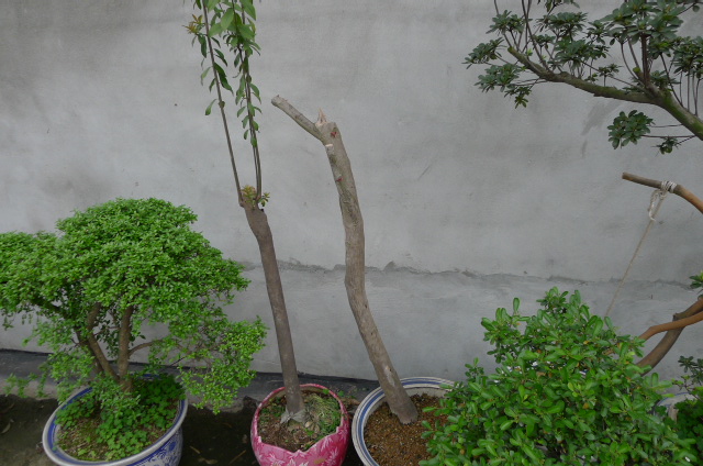 P1030025.JPG