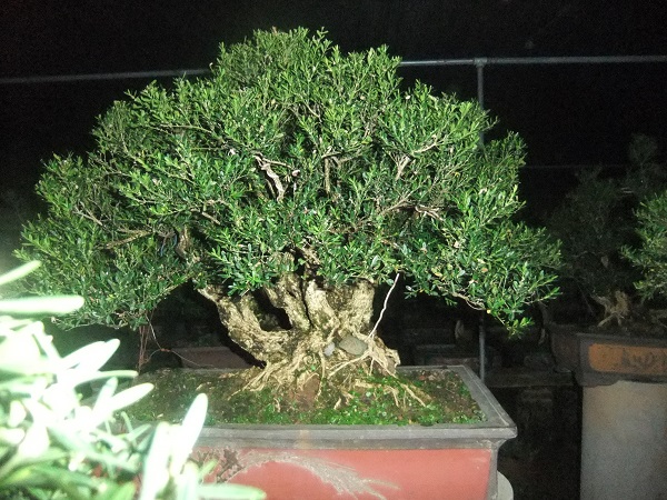 DSCF8703.JPG