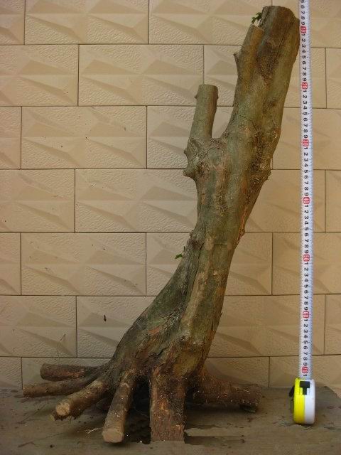 ԭ1.jpg