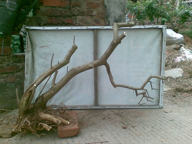 20040405(006).jpg