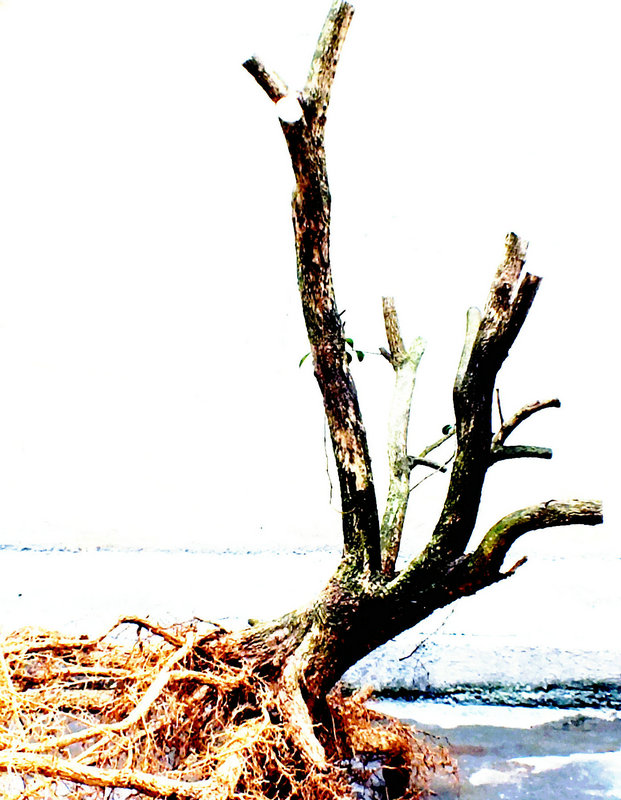 DSCF1451.JPG
