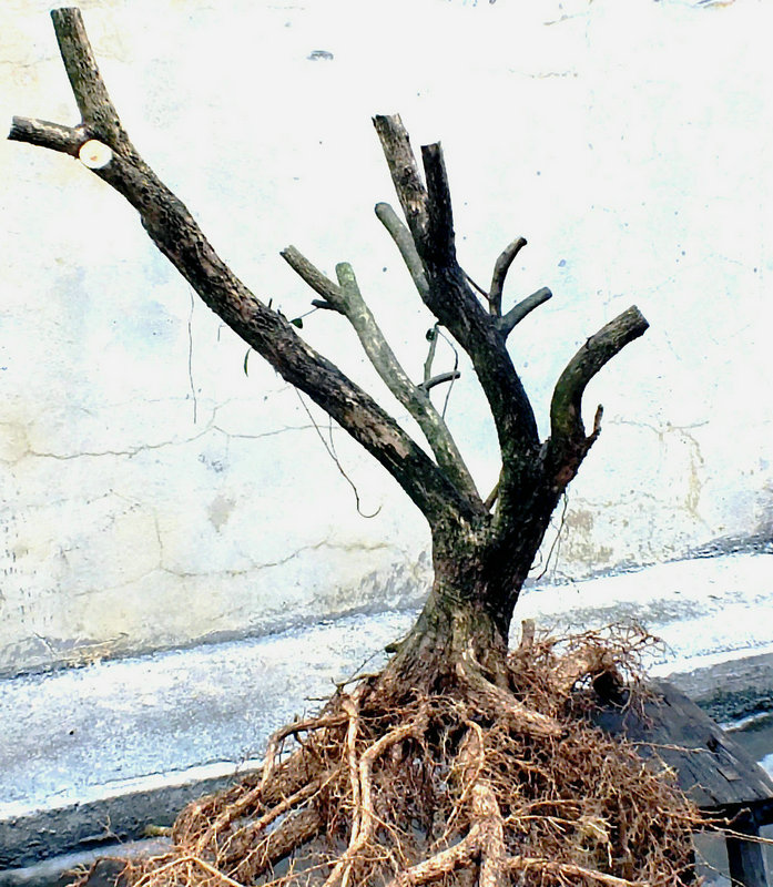 DSCF1452.JPG