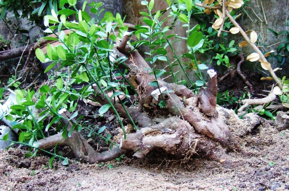 DSCF5137.JPG