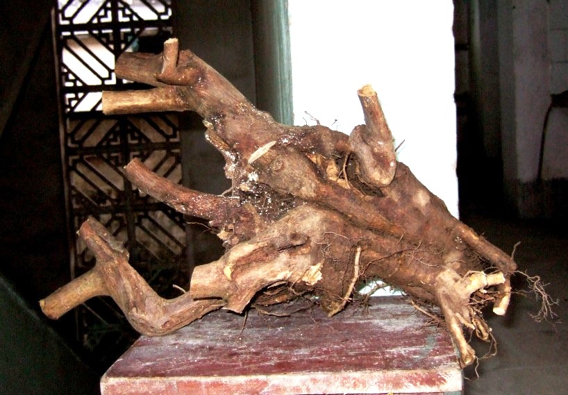 DSCF4234.JPG