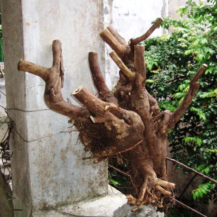 DSCF4226.JPG