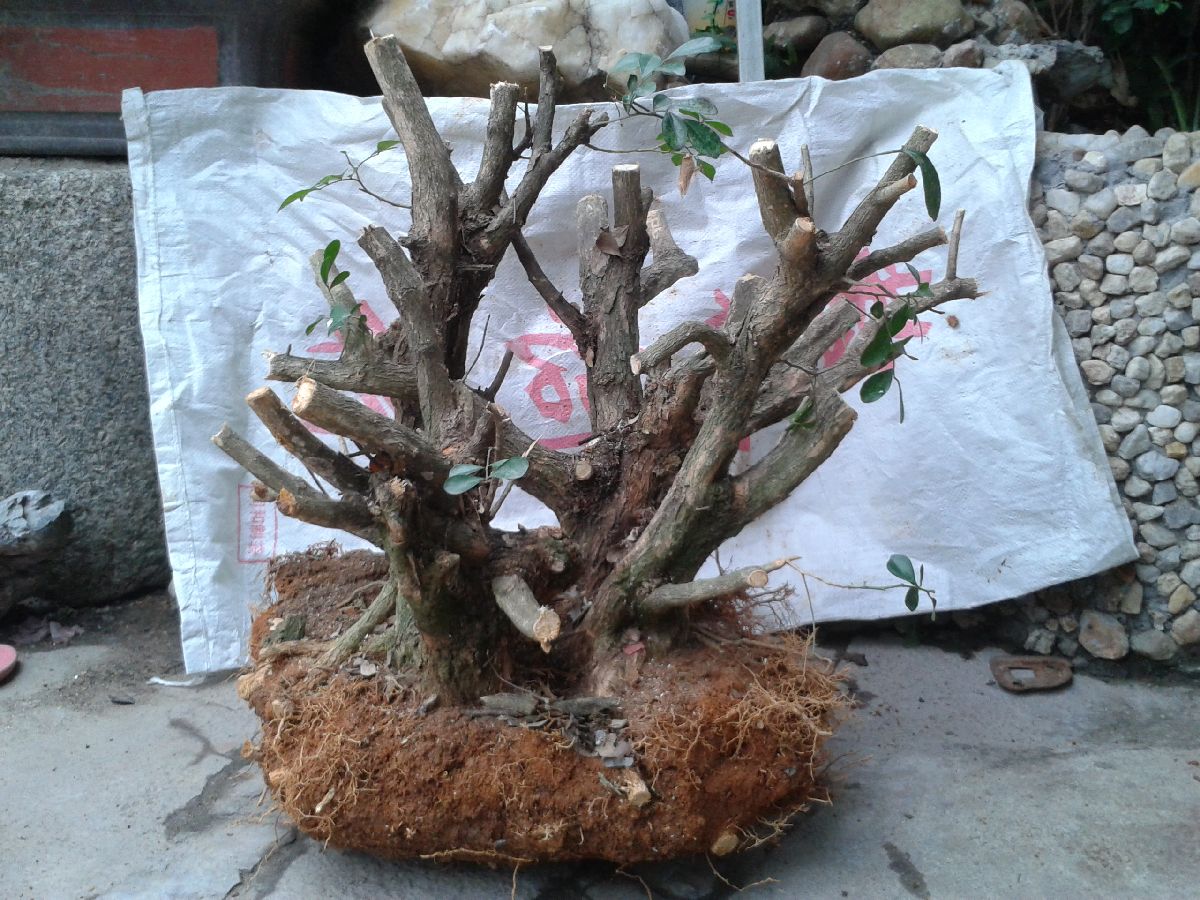 s1200_2014-04-07 17.33.46.jpg