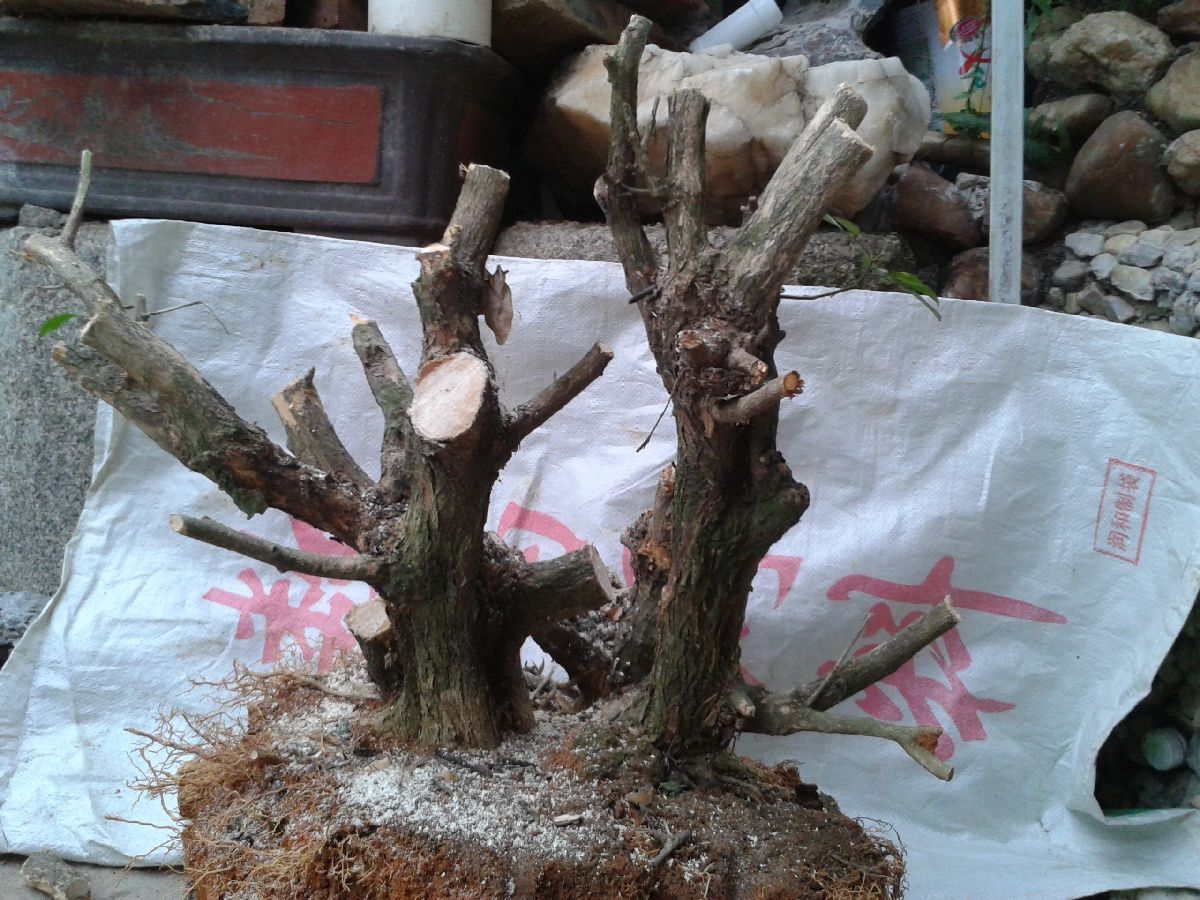 s1200_2014-04-07 17.52.45.jpg