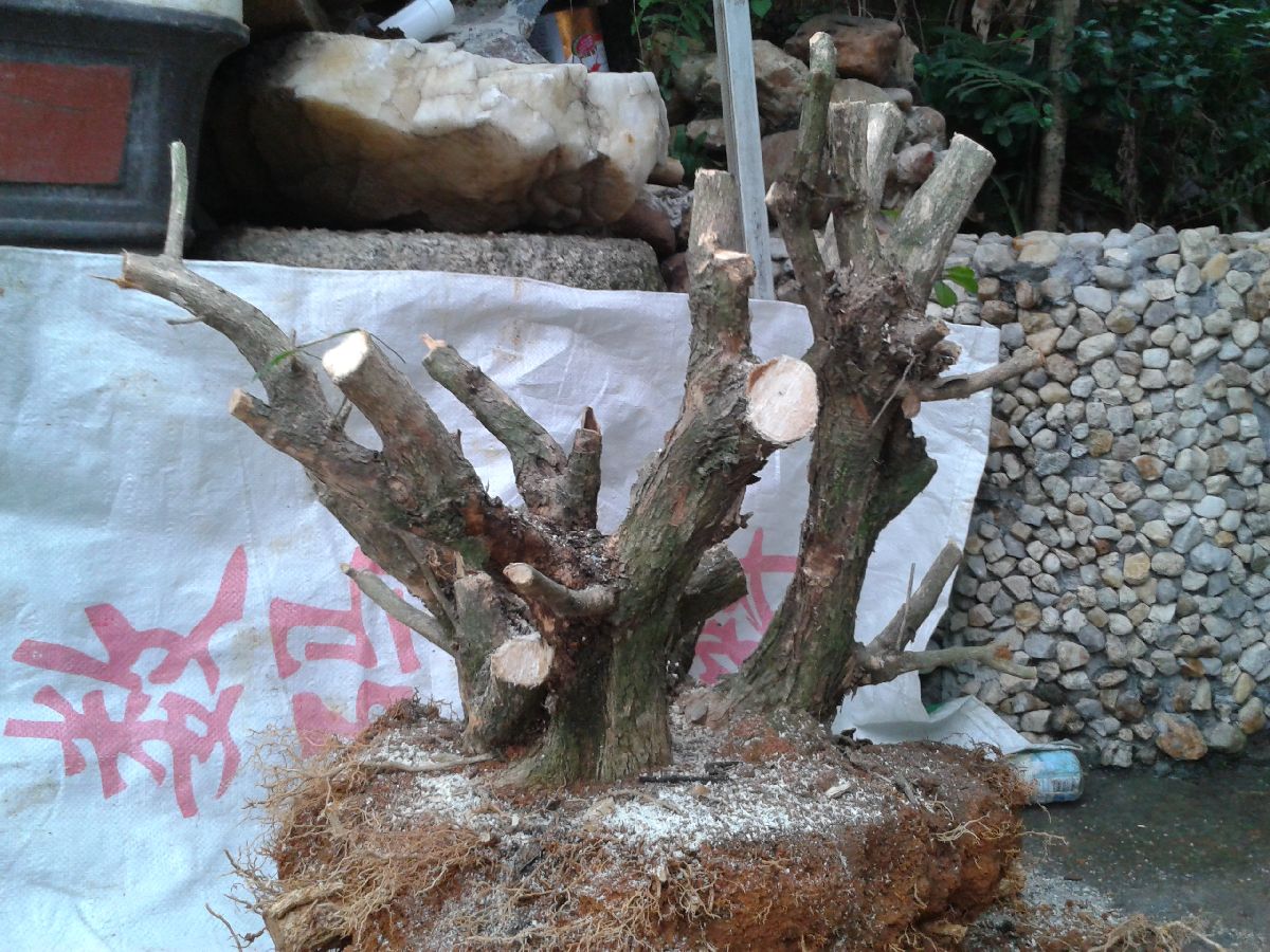 s1200_2014-04-07 17.52.56.jpg